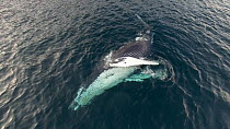 Aerial shot of a Humpback whale (Megaptera novaeangliae) showing belly and blowing, Troms, Norway, January.