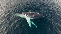 Aerial shot of a Humpback whale (Megaptera novaeangliae) swimming showing belly, Troms, Norway, January.