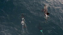 Aerial shot of a pod of Killer whales (Orcinus orca) swimming close to the surface, Troms, Norway, January.
