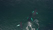 Aerial shot of four Humpback whales (Megaptera novaeangliae) swimming near to a shoal of Atlantic herring (Clupea harengus), Troms, Norway, January.