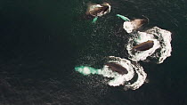 Aerial shot of four Humpback whales (Megaptera novaeangliae) lunge feeding in a shoal of Atlantic herring (Clupea harengus) with some fish jumping out of the water, Troms, Norway, January.