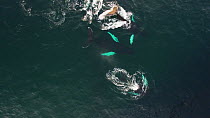 Aerial shot of three Humpback whales (Megaptera novaeangliae) swimming into a shoal of Atlantic herring (Clupea harengus), preparing to lunge feed, Troms, Norway, January.