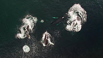 Aerial shot of four Humpback whales (Megaptera novaeangliae) lunge feeding in a shoal of Atlantic herring (Clupea harengus) with some fish jumping out of the water, Troms, Norway, January.