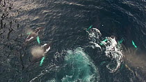 Aerial shot of five Humpback whales (Megaptera novaeangliae) surfacing after lunge feeding in a shoal of Atlantic herring (Clupea harengus), Troms, Norway, January.
