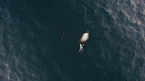 Aerial shot of a male Killer whale (Orcinus orca) and calf greeting another Killer whale, Troms, Norway, January.