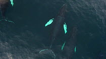 Aerial shot of a Humpback whale (Megaptera novaeangliae) breathing at the surface, Troms, Norway, January.