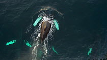 Aerial shot of Humpback whales (Megaptera novaeangliae) swimming at surface, Troms, Norway, January.