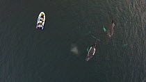 Aerial shot of four Humpback whales (Megaptera novaeangliae) socialising close to a tourist boat, Troms, Norway, January.
