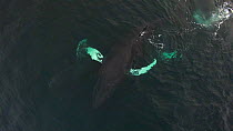 Aerial shot of Humpback whales (Megaptera novaeangliae) socialising, splashing with pectoral fins, Troms, Norway, January.