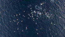 Aerial shot of Killer whales (Orcinus orca) feeding, with gulls (Larus) following overhead, Troms, Norway, October.