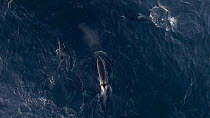 Aerial shot of a pod of Killer whales (Orcinus orca) socializing, Troms, Norway, October.