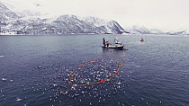 Aerial shot of a fishing boat with net full of Atlantic herring (Clupea harengus), Skjervoy, Troms, Norway, November.