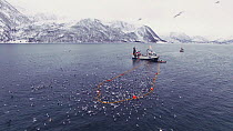 Aerial shot of a fishing boat with net full of Atlantic herring (Clupea harengus), with Killer whales (Orcinus orca) surfacing nearby, Skjervoy, Troms, Norway, November.