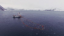 Aerial shot of a fishing boat with net full of Atlantic herring (Clupea harengus), with Killer whales (Orcinus orca) swimming around the outside, Skjervoy, Troms, Norway, November.