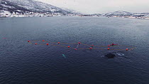 Aerial shot of a fishing boat with net full of Atlantic herring (Clupea harengus), with two Humpback whales (Megaptera novaeanglae) and a kayaker nearby, Skjervoy, Troms, Norway, November.