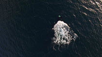 Aerial shot of Killer whales (Orcinus orca) near the surface, showing mating behaviour, Troms, Norway, August.