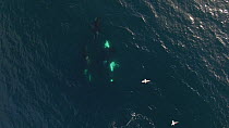 Aerial shot of Killer whales (Orcinus orca) near the surface, showing mating behaviour including a male Killer whale displaying penis, Troms, Norway, August.