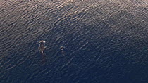 Aerial shot of a pod of Killer whales (Orcinus orca) swimming, Troms, Norway, August.
