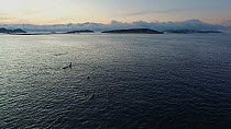 Aerial shot of a pod of Killer whales (Orcinus orca) surfacing and swimming towards camera, Sommaroy, Troms. Norway, January.