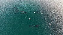 Aerial shot of a pod of Killer whales (Orcinus orca) swimming near a shoal of Atlantic herring (Clupea harenguis), Sommaroy, Troms. Norway,