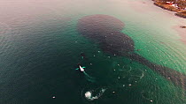 Aerial shot of a pod of Killer whales (Orcinus orca) and three Humpback whales (Megaptera novaeangliae) feeding on Atlantic herring (Clupea harenguis) close to shore, Sommaroy, Troms Norway, January.