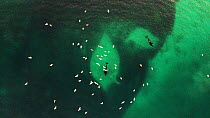 Aerial shot of two Killer whales (Orcinus orca) swimming inside a large shoal of Atlantic herring (Clupea harenguis), hunting, Sommaroy, Troms, Norway, January.