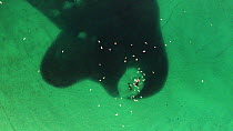 Aerial shot of two Killer whales (Orcinus orca) swimming near to a huge shoal of Atlantic herring (Clupea harenguis), hunting, Sommaroy, Troms, Norway, January.