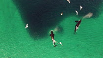Aerial shot of two Killer whales (Orcinus orca) swimming into a huge shoal of Atlantic herring (Clupea harenguis), hunting, Sommaroy, Troms, Norway, January.