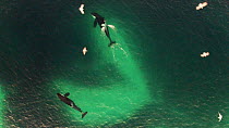 Aerial shot of two Killer whales (Orcinus orca) swimming inside a shoal of Atlantic herring (Clupea harenguis), hunting, with one Killer whale tail slapping to stun the Herring, Sommaroy, Troms, Norwa...