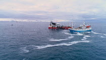 Aerial shot of fishing boats catching Atlantic herring (Clupea harenguis), with Killer whales (Orcinus orca) swimming around the boats, Troms, Norway, January.