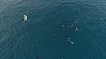 Aerial shot of a large pod of Killer whales (Orcinus orca) swimming close to a tourist boat, Troms, Norway, January.