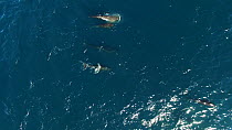 Aerial shot of a pod of Long-finned pilot whales (Globicephala melas) swimming near the surface, Andfjord, Andoy, Norway, January.