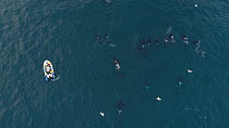 Aerial shot of a large pod of Killer whales (Orcinus orca) swimming close to a tourist boat, Troms, Norway, January.