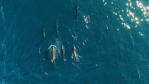 Aerial shot of a pod of Long-finned pilot whales (Globicephala melas) swimming near the surface, Andfjord, Andoy, Norway, January.