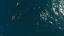 Aerial shot of a pod of Long-finned pilot whales (Globicephala melas) breathing at the surface, Andfjord, Andoy, Norway, January.