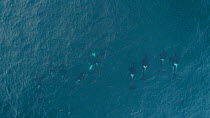 Aerial shot of a large pod of Killer whales (Orcinus orca) swimming just beneath the surface, Troms, Norway, January.