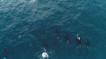 Aerial shot of a pod of Killer whales (Orcinus orca) swimming at the surface, Troms, Norway, January.