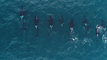 Aerial shot of a large pod of Killer whales (Orcinus orca) swimming just below the surface, Troms, Norway, January.