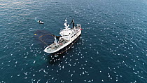 Aerial shot of a fishing boat catching Atlantic herring (Clupea harenguis), with Killer whales (Orcinus orca) and Humpback whales (Megaptera novaeangliae) swimming around the boats and large numbers o...