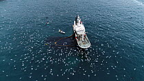 Aerial shot of a fishing boats catching Atlantic herring (Clupea harenguis), with Killer whales (Orcinus orca) and Humpback whales (Megaptera novaeangliae) swimming around the boats and large numbers...