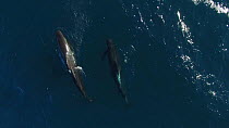 Aerial shot of two Long-finned pilot whales (Globicephala melas) swimming at surface, Andfjord, Andoy, Norway, January.