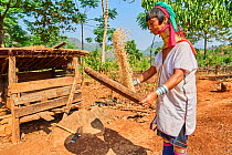 Kayan Lahwi woman with brass neck coils and traditional clothing sifting rice to get rid of the loose husks in a flat basket. The Long Neck Kayan (also called Padaung in Burmese) are a sub-group of th...