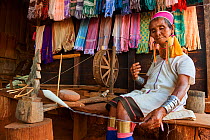Kayan Lahwi woman with brass neck coils and traditional clothing spinning cotton in her shop. She has displayed behind her the hand woven fabric she sells to tourists. The Long Neck Kayan (also called...