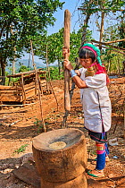 Kayan Lahwi woman with brass neck coils and traditional clothing pounding rice in a wooden mortar. The Long Neck Kayan (also called Padaung in Burmese) are a sub-group of the Karen ethnic people from...