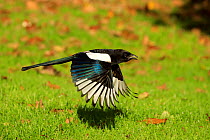 Magpie (Pica pica) flying. UK. October.