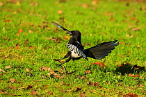 Magpie (Pica pica) flying. UK. October.