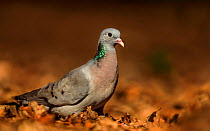 Stock Dove (Columba oenas) male foraging in leaves. UK. March.