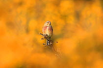 Linnet (Carduelis cannabina) surrounded by yellow gorse flowers. UK. April.