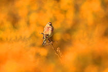 Linnet (Carduelis cannabina) male perched on branch, surrounded yellow gorse flowers. UK. April.