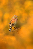 Linnet (Carduelis cannabina) male perched on branch, surrounded by yellow gorse flower, UK. April.